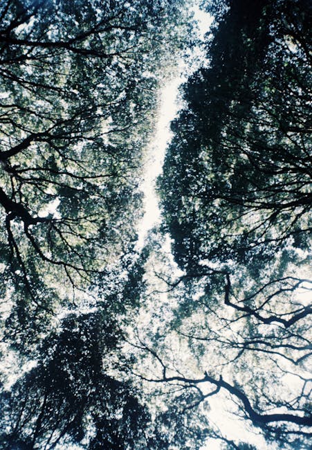 A view looking up through the canopy of tall trees with dense foliage, sunlight filtering through the leaves creating a dappled light effect. The branches extend outward, framing the bright sky in the center. This natural scene showcases the lush greenery and the intricate network of tree limbs, characteristic of a forest or woodland area near Valentines Park in Ilford. The image highlights the natural beauty of the trees and their leaves, emphasizing tranquility and outdoor scenery.